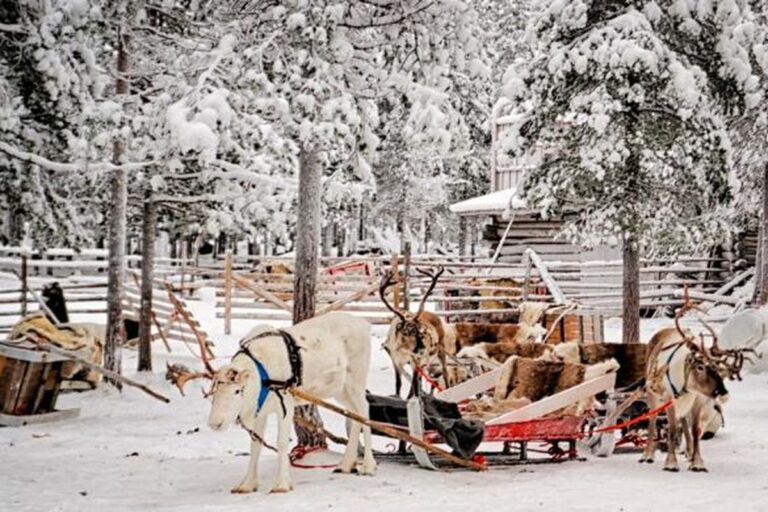 1131570think-reindeer-finland780x390